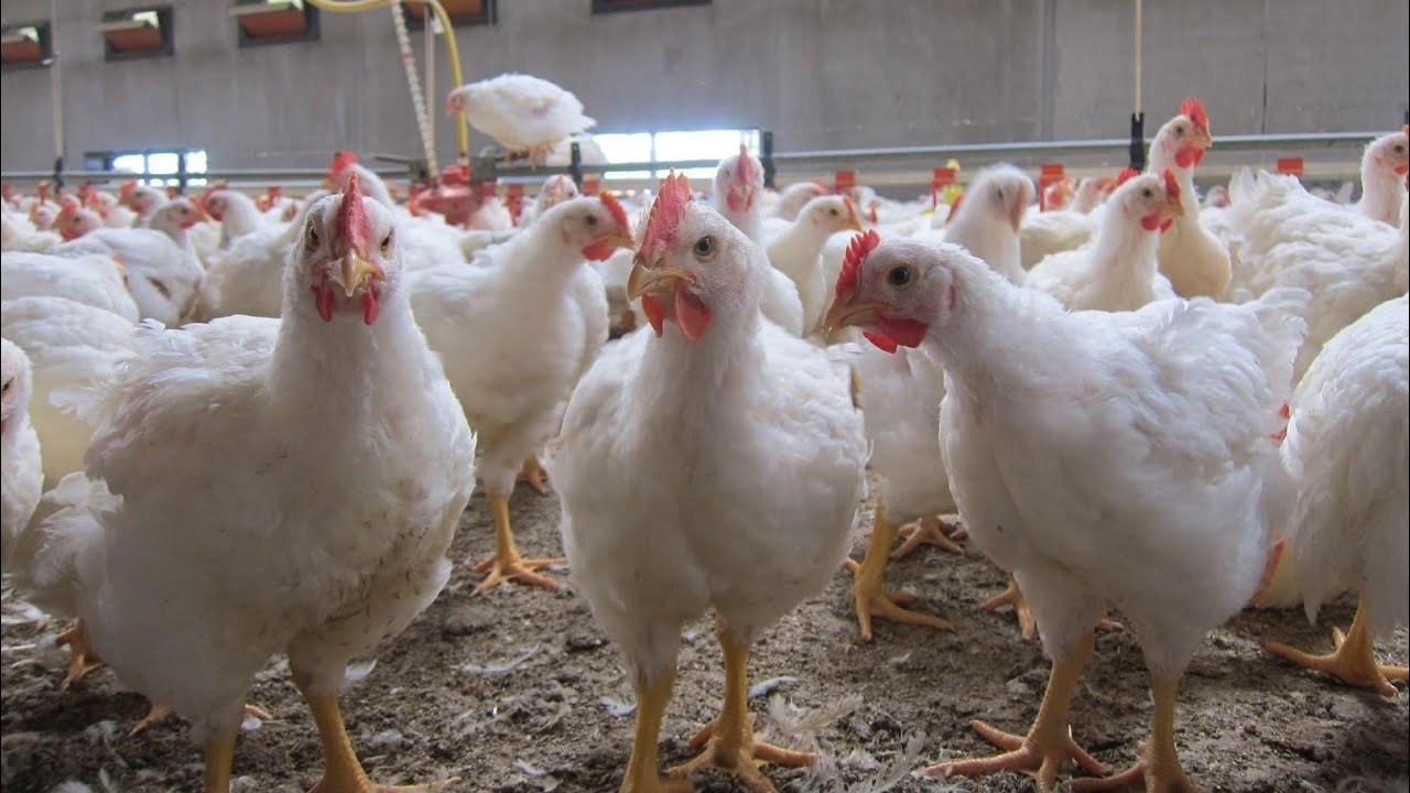 levage De Poulet De Chair En Afrique 50000 FCFA Pour D marrer levage-de-poulet-de-chair-en-afrique-50000-fcfa-pour-d-marrer