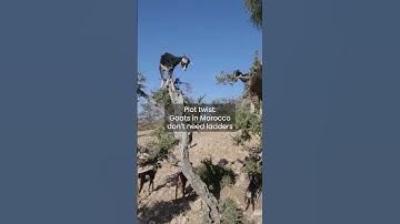 Goats Climbing Trees in Morocco