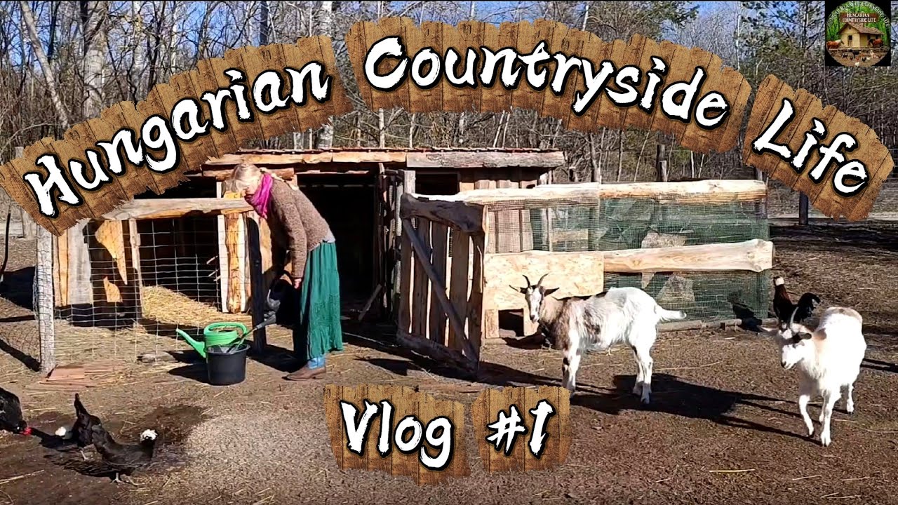 One #Day on a self-sufficient #Farm in the #Hungarian #Forest.🌲🏚️#hungary🇭🇺#farmlife🌻#countryside🏚️