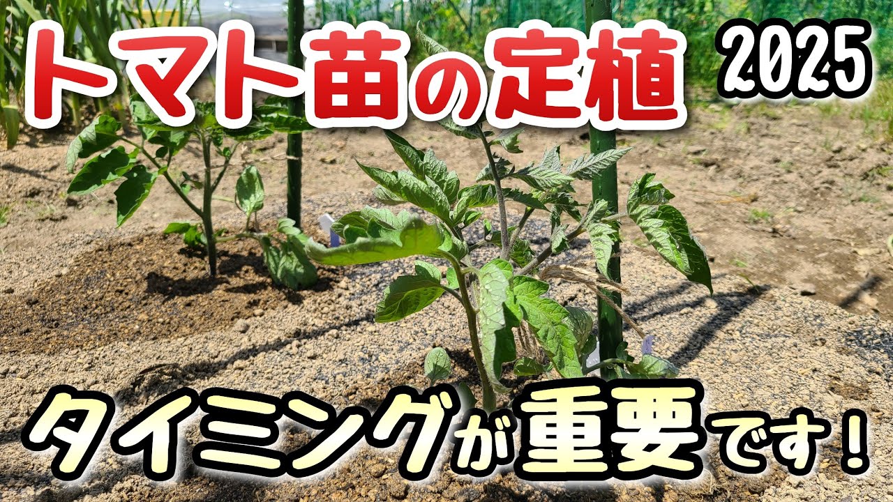 Tomatoes] Timing and tips for planting tomato seedlings: Plant 