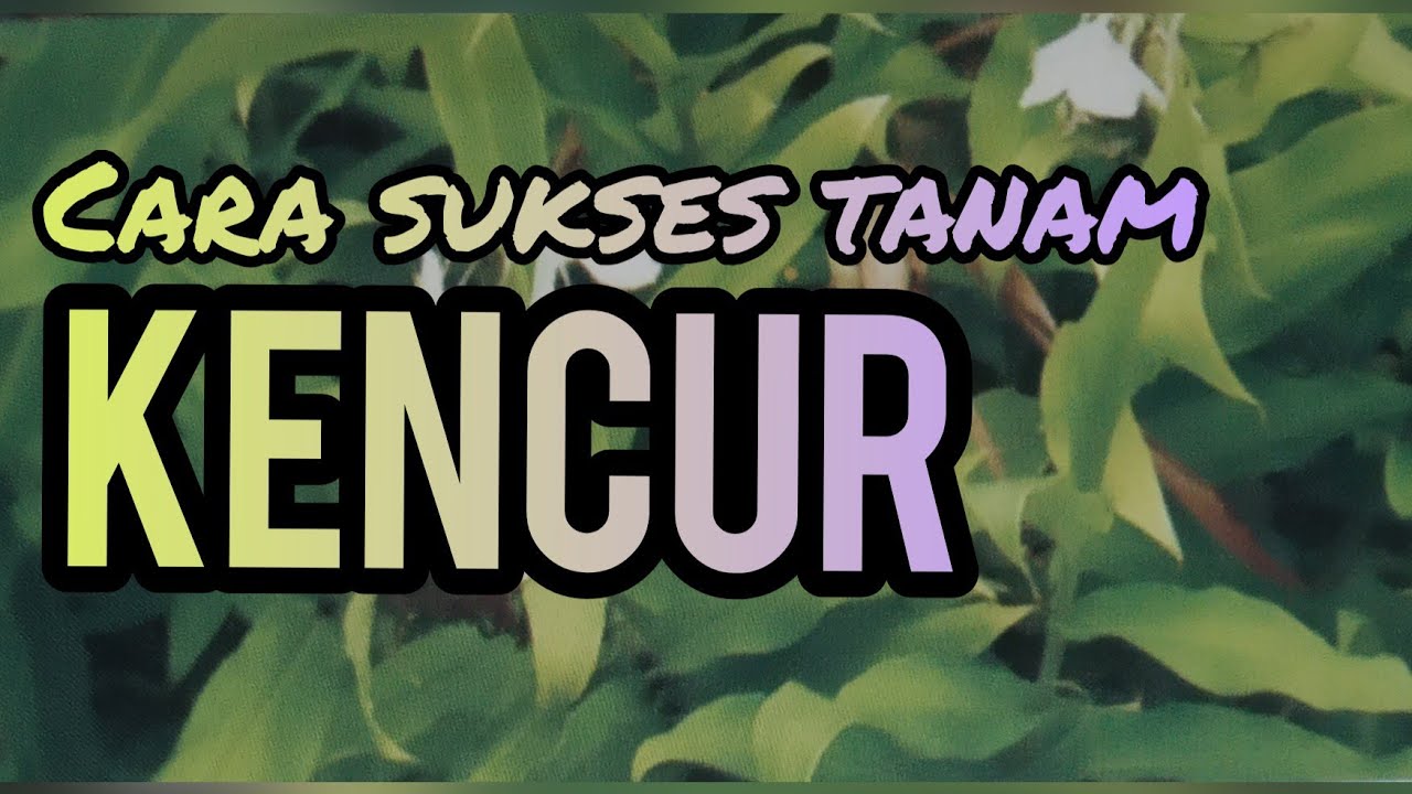 Cara Sukses Tanam Kencur | Slide 