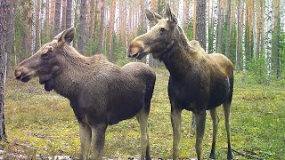 Exclusive Moose Footage: Trail Camera in the Woods 2023!