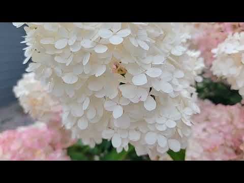 Video: Hloov Xim Ntawm Hydrangea Bush: Yuav Ua Li Cas Hydrangea Hloov Xim