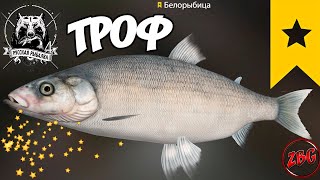 БЕЛОРЫБИЦА ТРОФ р. АХТУБА ⭐ РУССКАЯ РЫБАЛКА 4 |  RUSSIAN FISHING 4🐟@Z-B-G by ZarBestGame 602 views 1 month ago 3 minutes, 38 seconds