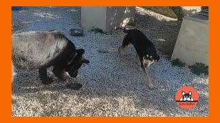 Rescued Dogs Ira and Adonis Friendship Blossoms by Jutta Shelter 1,146 views 3 weeks ago 3 minutes, 16 seconds