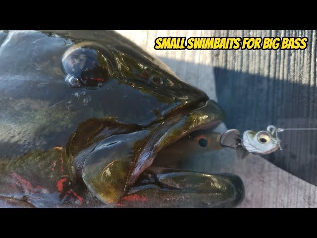 Small Swimbait Fishing for Smallmouth Bass 