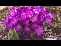 Garden 5 3 III 2025 Garden 5 3 III 2025