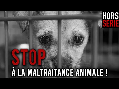 🔺 STOP ! à la maltraitance animale !
