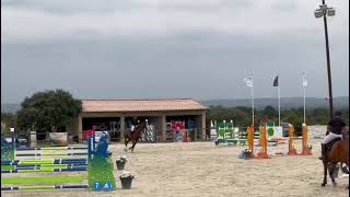 Jack Pot Selle Français 4 Ans