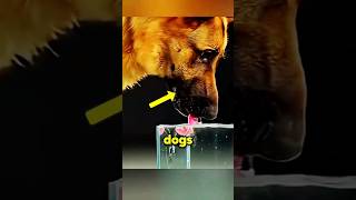 This is why Cats and Dogs Drink So Differently #facts #pethealth #education