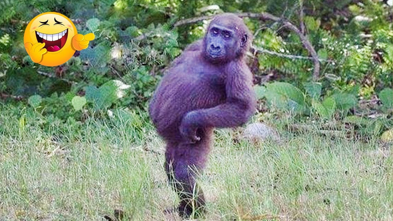 Laugh a Lot With The Funny Moments Of Monkeys 🐵