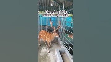 Đại ngàn giữa lòng thủ phủ hươu sao