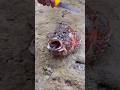 “You Won’t Believe What Came Out of a Stonefish! 😱”