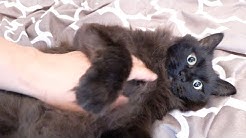 Theo The Talking Cat Youtube
