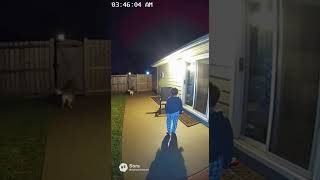 Hero Dog Defends Home From Intruder #dogdefense #cameracaught #reallife