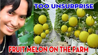 A visit Melons Are Grown Indoors On The Farm l TUAN DUOC Garden Farm