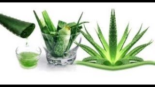 La Planta De La Inmortalidad, Aloe Vera Elimina La Grasa Y Cura Más De 50 Enfermedades