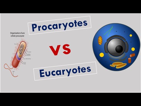 Vidéo: Quelle est la différence entre la division cellulaire procaryote et eucaryote?