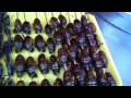 On Mange De Tout En Chine On Mange De Tout En Chine