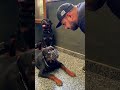 Confronting an aggressive rottweiler dog named bubzee bubzee an alpha dog shorts  rottweiler