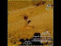 اررررررروع حالات واتس اب ياصيد في مارب اتربيت