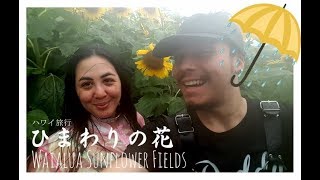 🌻Waialua Sunflower Fields 2017 🌻