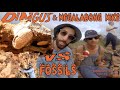Dingus and Megaladong Mike hunt for fossils in the Cape Range!