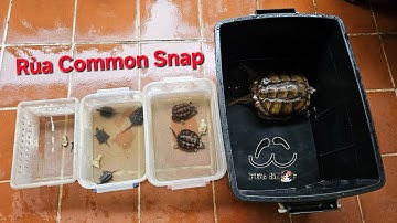 Giới thiệu về các size của Rùa Common Snap tại Ú Ù PETSHOP CPC 