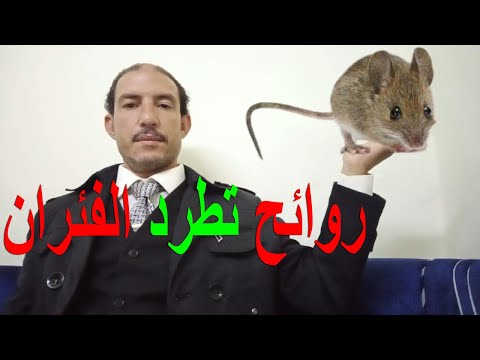 روائح تكرهها الفئران وتنفر منها جدا الفئران