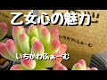 【乙女心】