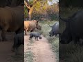 Cutest Baby Rhino Takes His First Steps!🦏🩷  #shorts