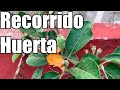 Recorrido por la Huerta || Huerto Urbano || invernadero y maceto huerto || Bananafabric