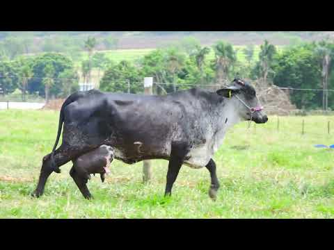 LOTE 09 GALOCHA B MOURA LEITE