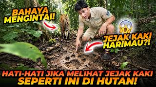 HATI2 JIKA MENEMUKAN JEJAK KAKI SEPERTI INI DI HUTAN! PERBEDAAN JEJAK KAKI HARIMAU, SINGA, MACAN!