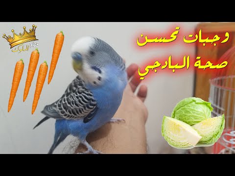 أهم الأطعمة التي تحسن صحة البادجي ماذا تأكل طيور البادجي التي تعاني من فترة القلش تبديل الريش