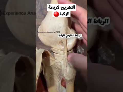 التشريح الجسماني لاربطة الركبة