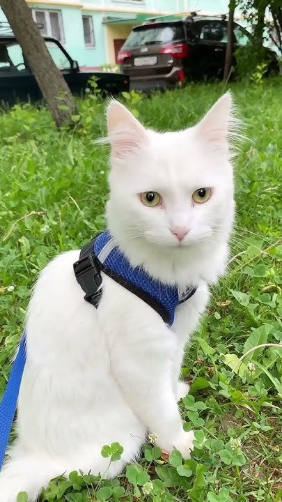 Кот (Ра’с) на улице - YouTube