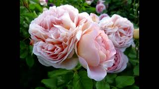 :    .  Abraham Darby.