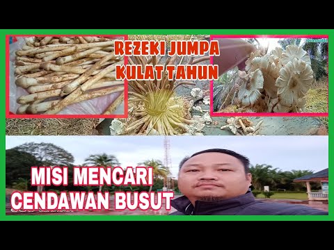 Video: Cendawan Cendawan Untuk Musim Sejuk