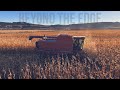 December corn harvest in central montana