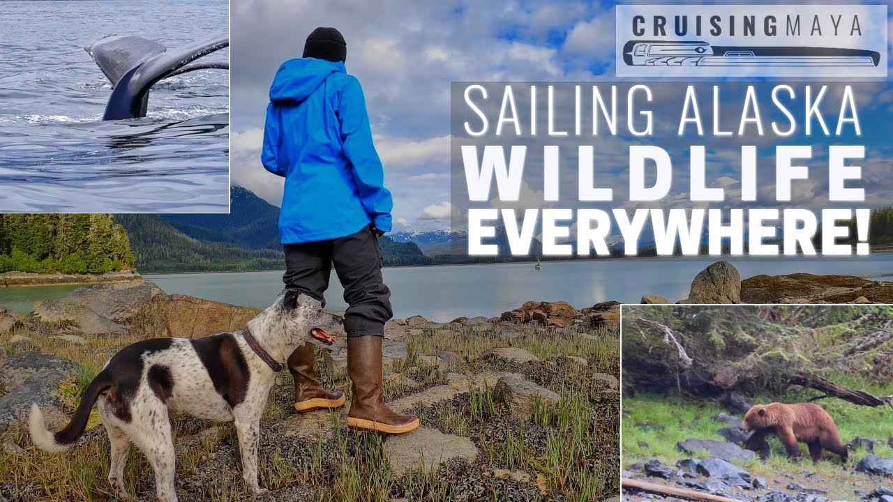 SAILING ALASKA: Wildlife EVERYWHERE! (Episode 53)