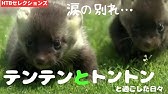 テンの母親は柴犬 Youtube