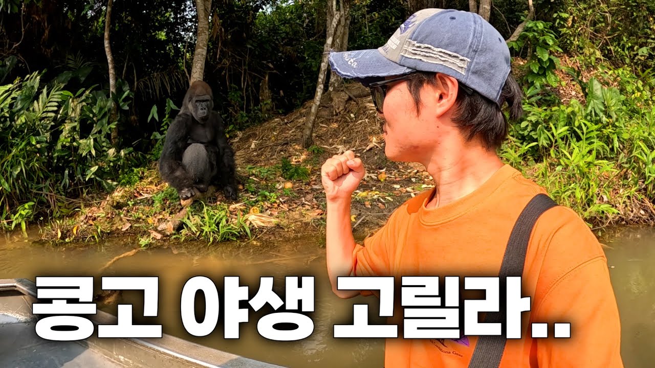 콩고 야생 로랜드 고릴라를 찾아서 [콩고공화국4]