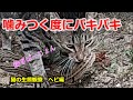 Cat vs snake《激レア映像》猫と蛇のガチ喧嘩《パキパキ》