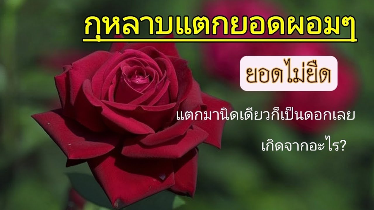 กุหลาบแตกยอดสั้นๆเกิดจากอะไร | EP.319 | คลิปนี้มีคำตอบ
