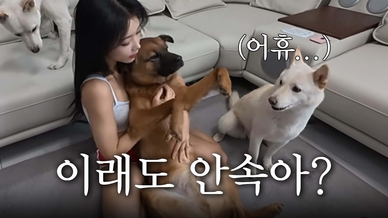 여주인 품에서 극락 가버린 강아지ㅋㅋㅋㅋ l 웃긴 강아지