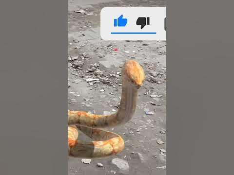 Anaconda Snake in Real Life | Big Python in real Life - YouTube