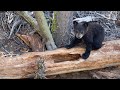 The Most Important Meal of the Day (in Yellowstone)