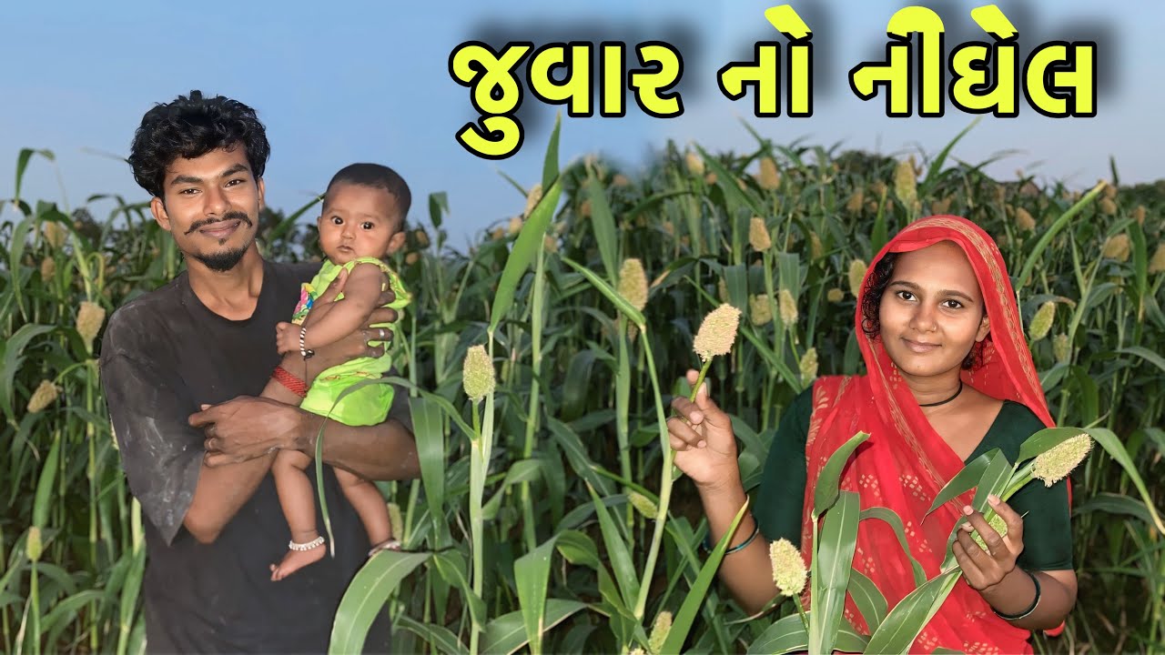 જુવાર નો નીઘેલ || juvar no nighela