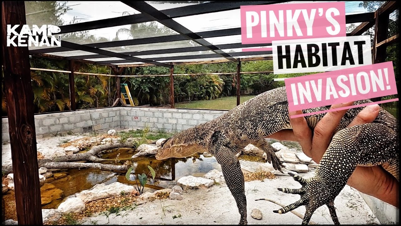 Pinky Invades the New Monitor Lizard Cage! YouTube